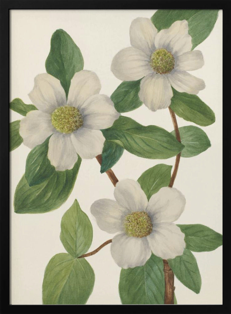 Pacific Dogwood | Poster