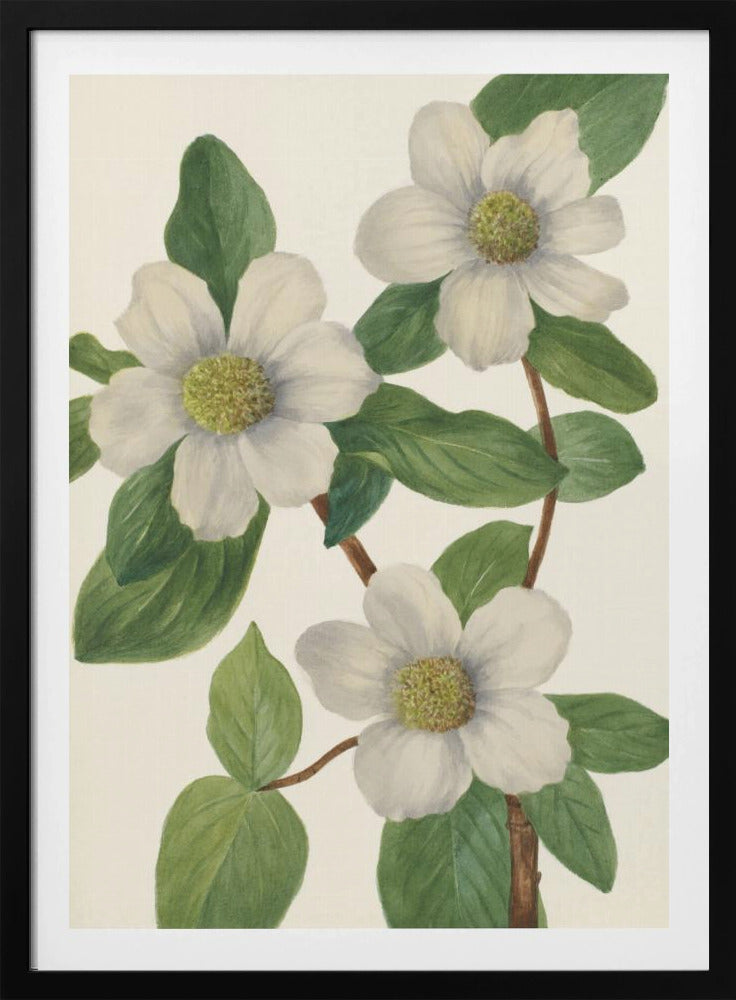 Pacific Dogwood | Poster