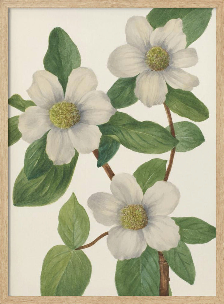 Pacific Dogwood | Poster