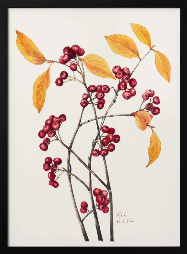 Red Chokeberry (1920) | Poster