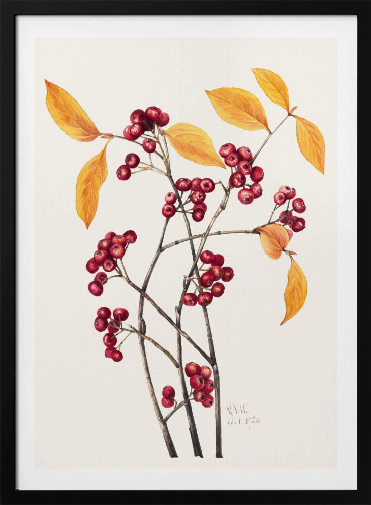 Red Chokeberry (1920) | Poster