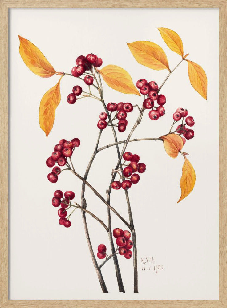 Red Chokeberry (1920) | Poster