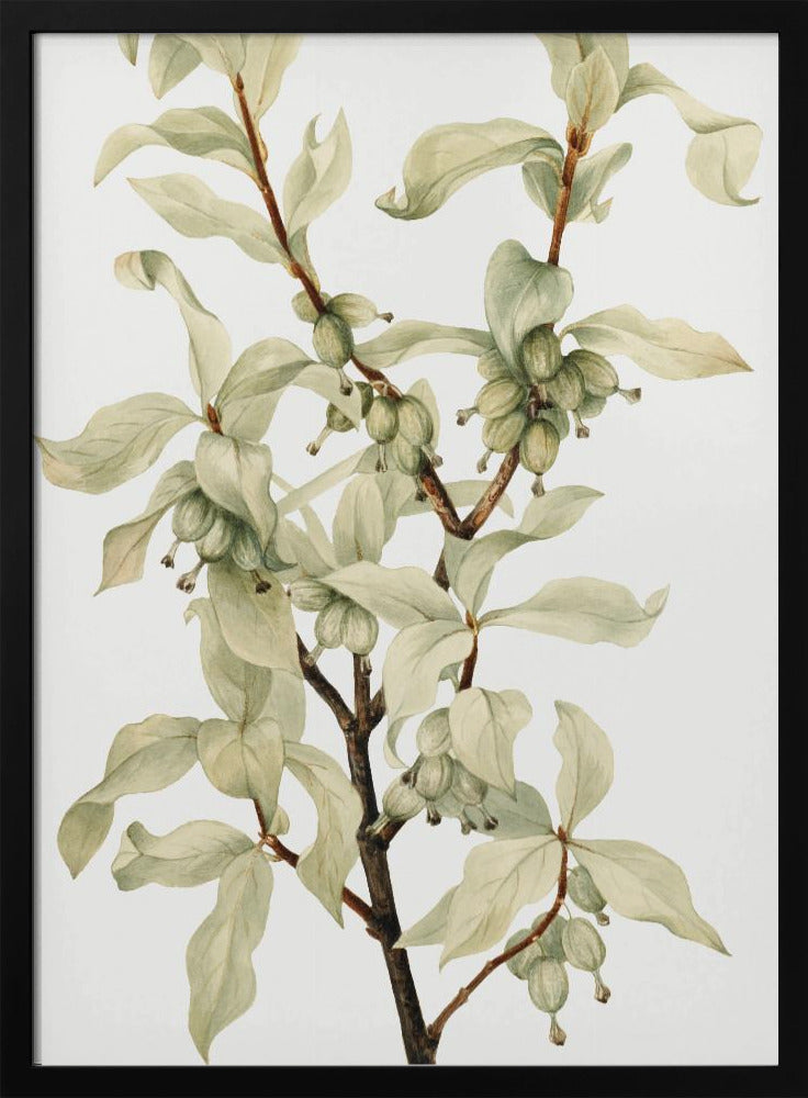 Silverberry (1922) | Poster