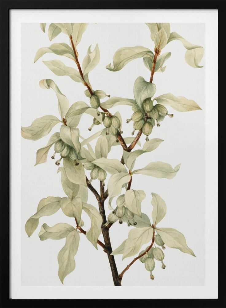 Silverberry (1922) | Poster