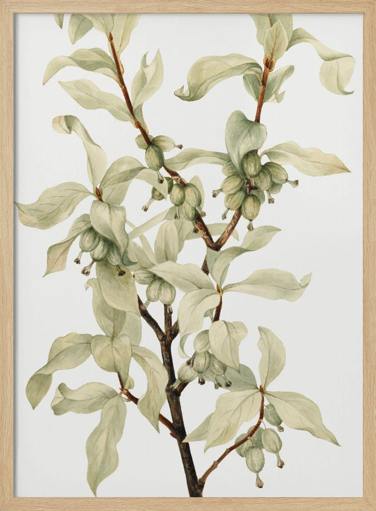 Silverberry (1922) | Poster