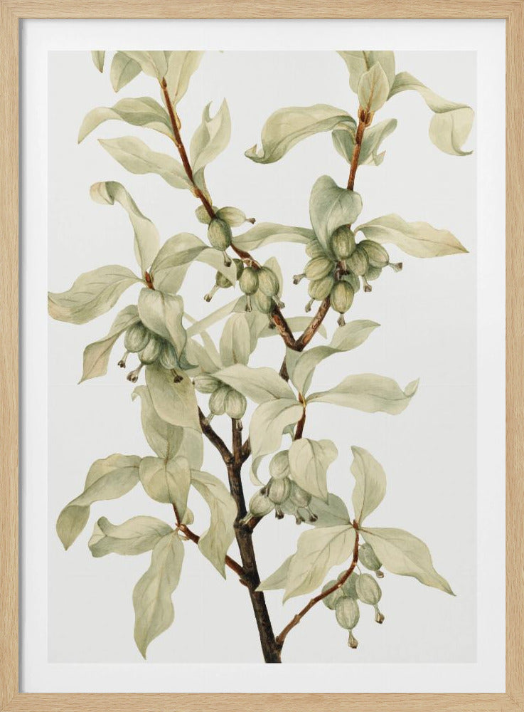 Silverberry (1922) | Poster