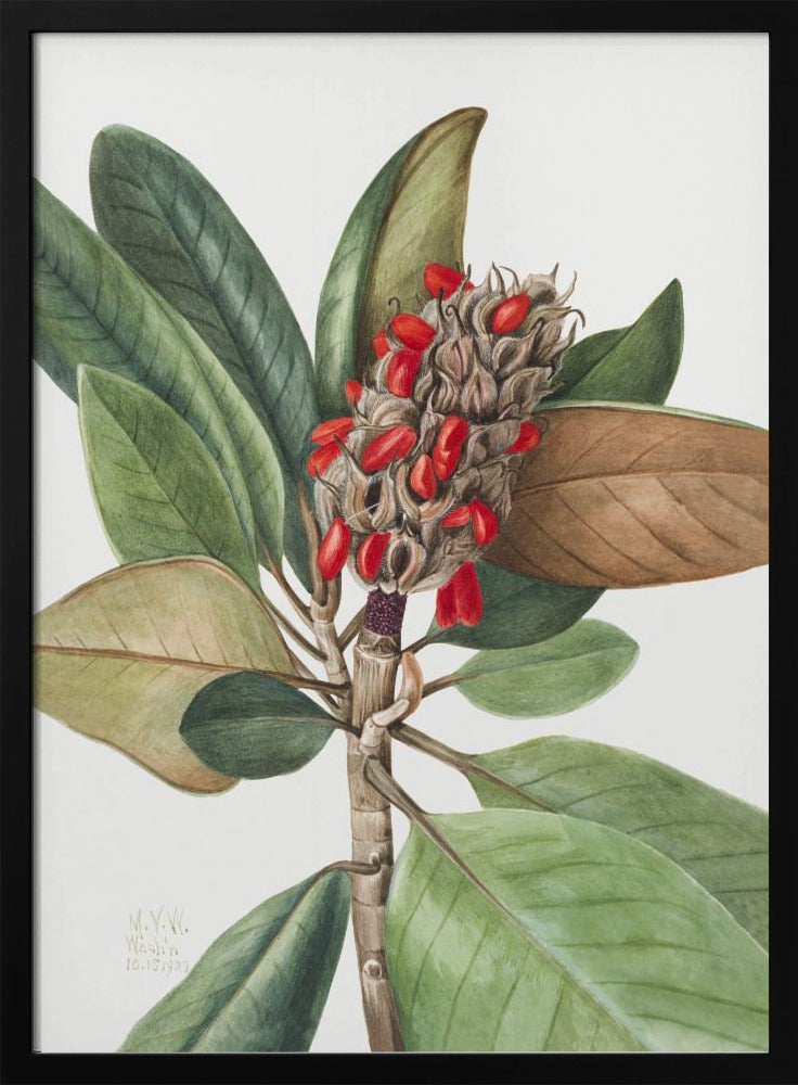 Southern Magnolia (1923) | Poster