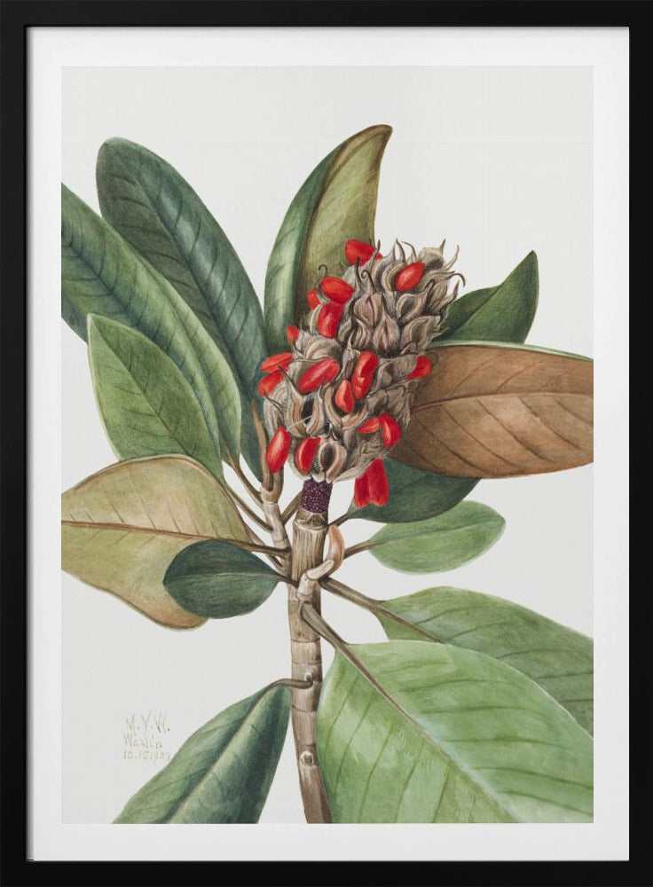 Southern Magnolia (1923) | Poster