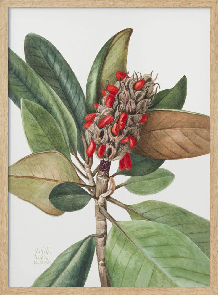 Southern Magnolia (1923) | Poster