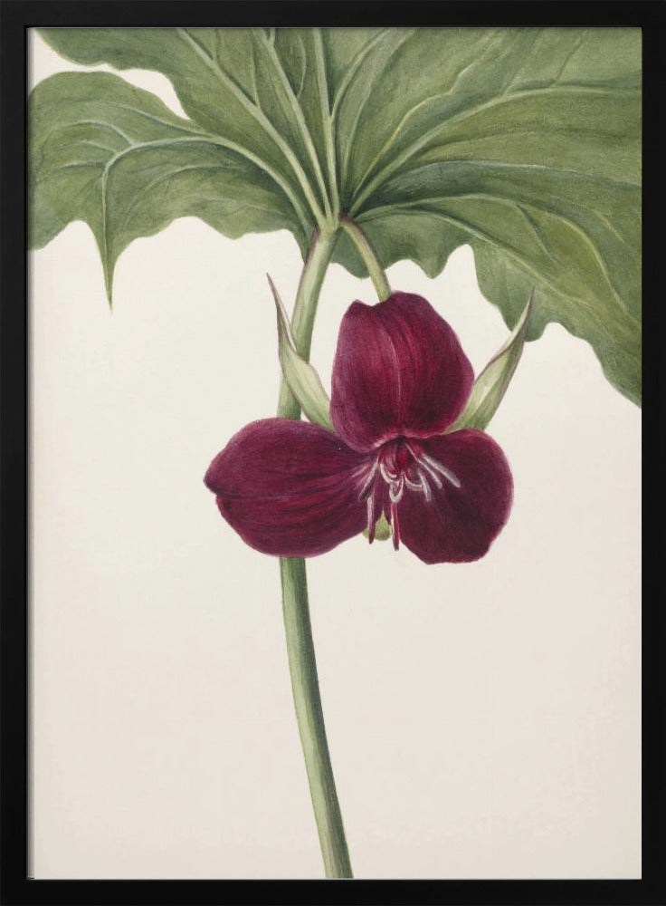 Sweet Trillium | Poster