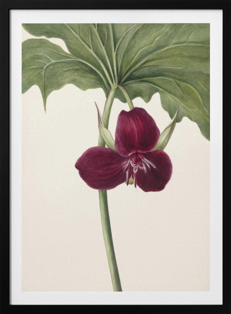 Sweet Trillium | Poster