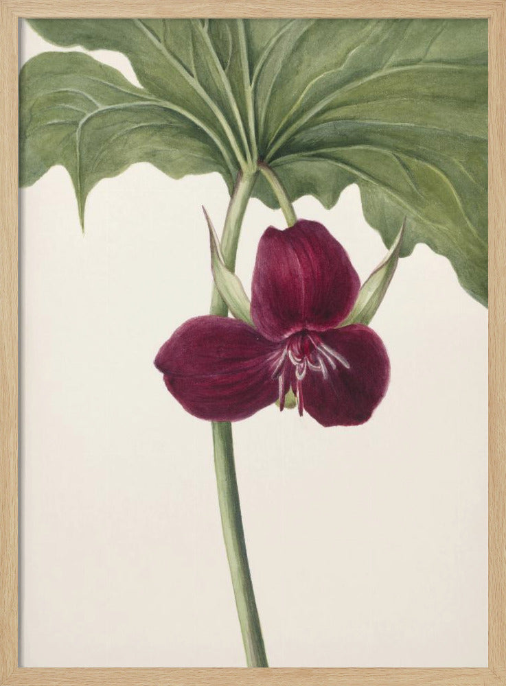 Sweet Trillium | Poster