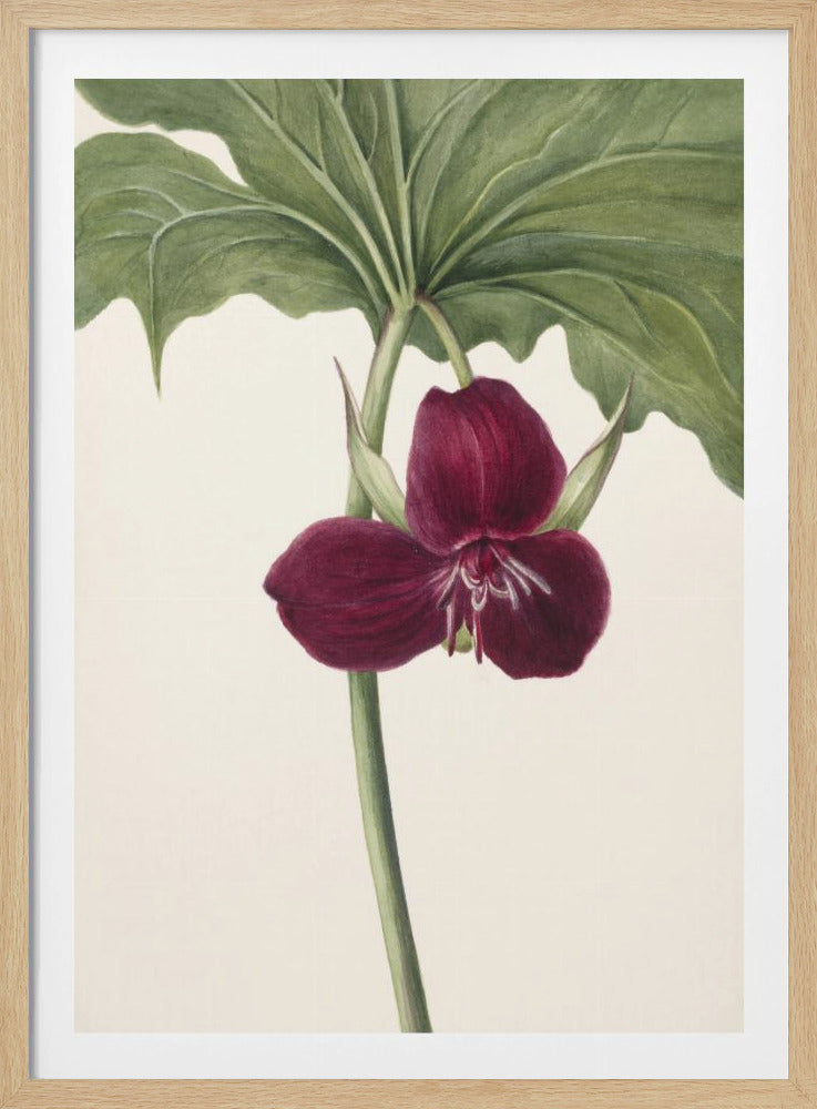 Sweet Trillium | Poster