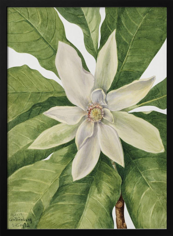 Umbrella Tree (1932) | Poster