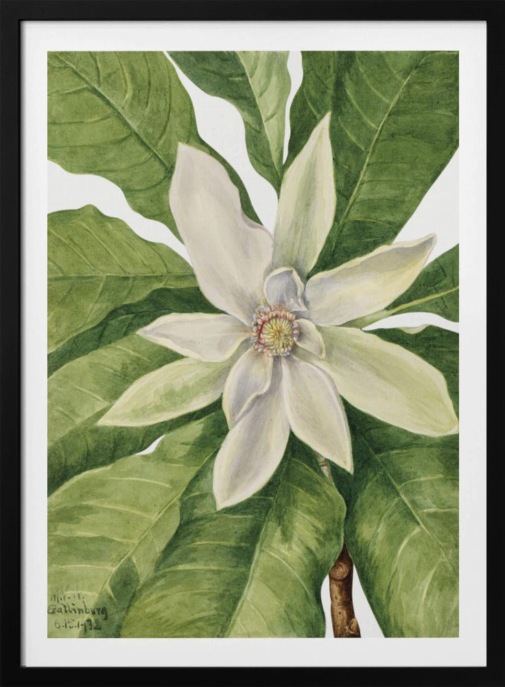 Umbrella Tree (1932) | Poster