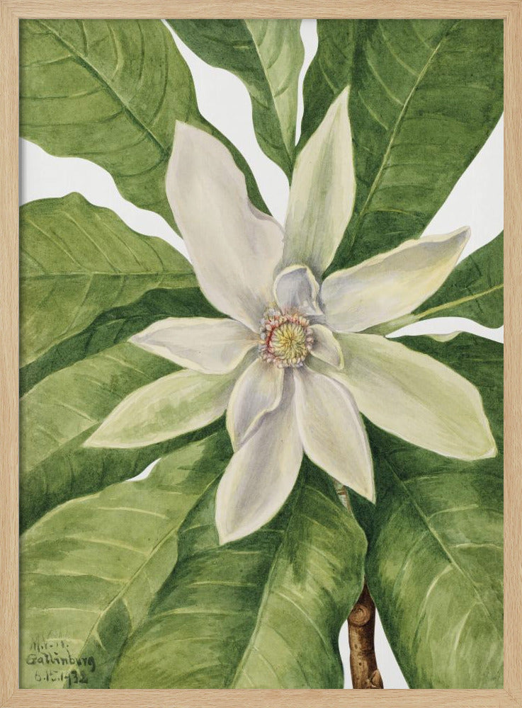 Umbrella Tree (1932) | Poster