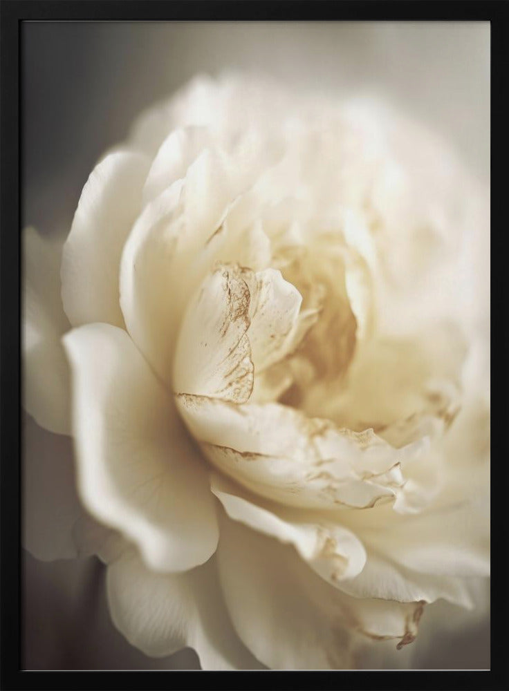 Ethereal Bloom | Poster