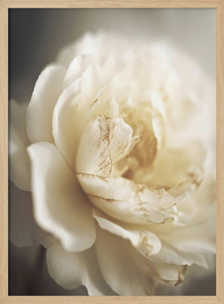 Ethereal Bloom | Poster