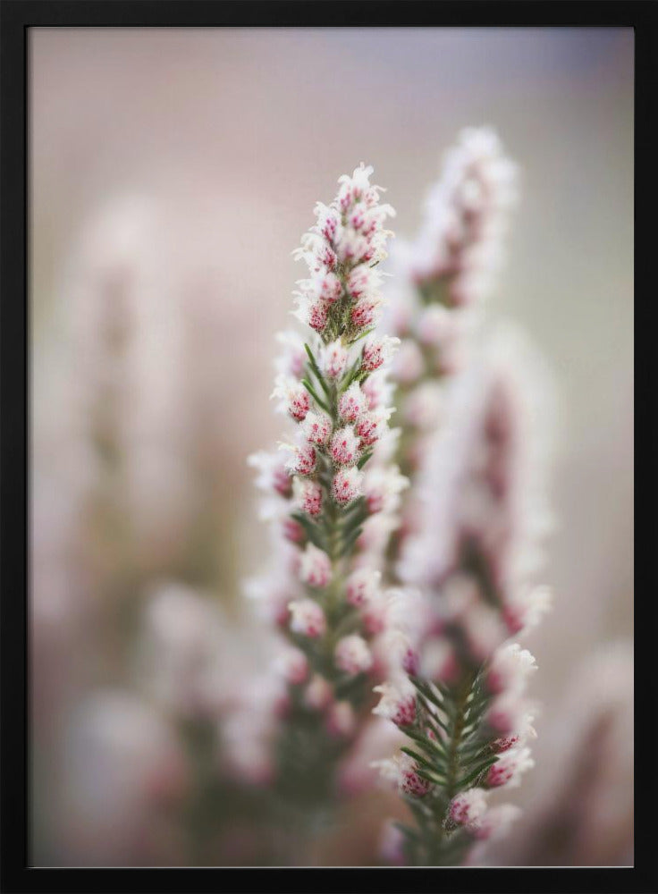 Whispers of Heather | Poster