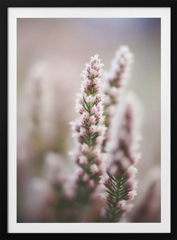 Whispers of Heather | Poster