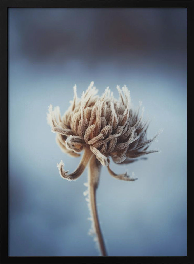 Frosted Blossom | Poster