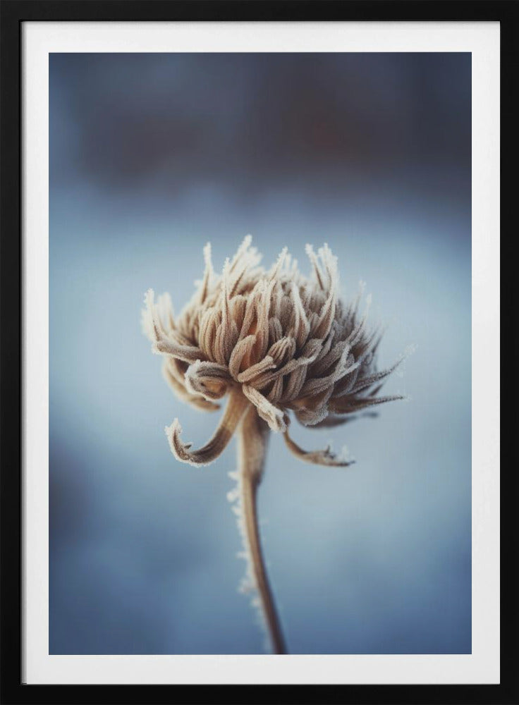 Frosted Blossom | Poster
