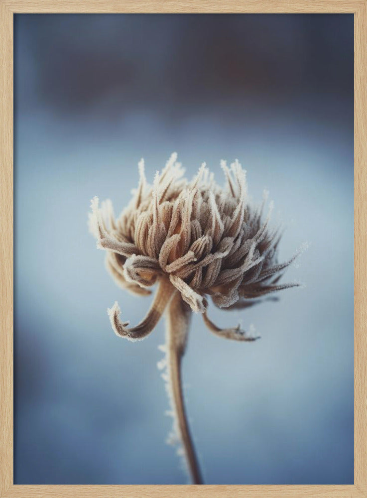 Frosted Blossom | Poster