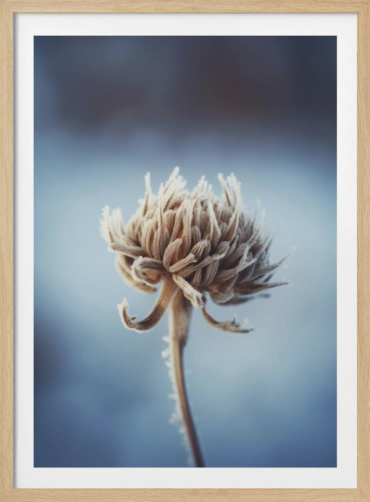 Frosted Blossom | Poster