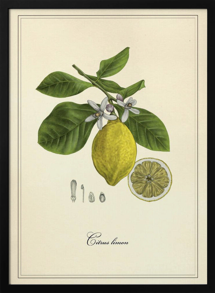 Lemon | Poster