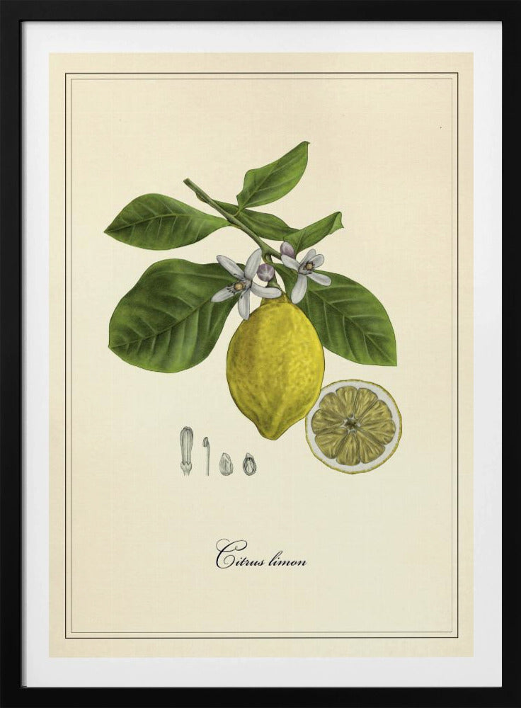 Lemon | Poster