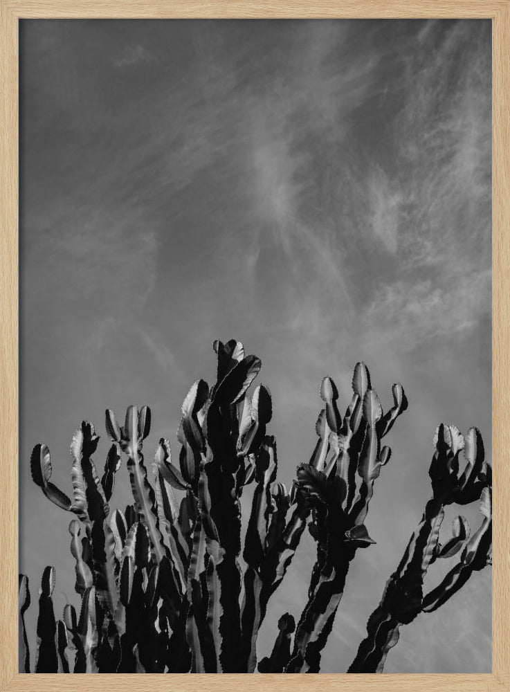 Monochrome Cactus Sky | Poster