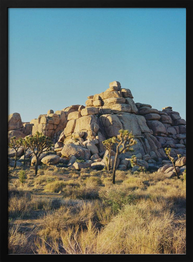 Joshua Tree Sunset | Poster