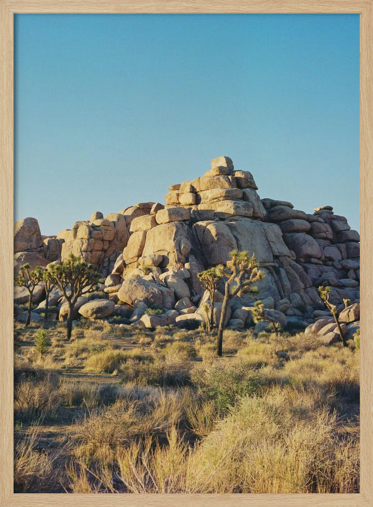 Joshua Tree Sunset | Poster