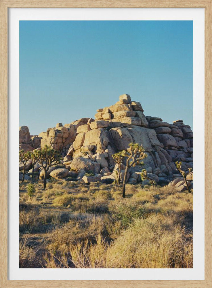 Joshua Tree Sunset | Poster