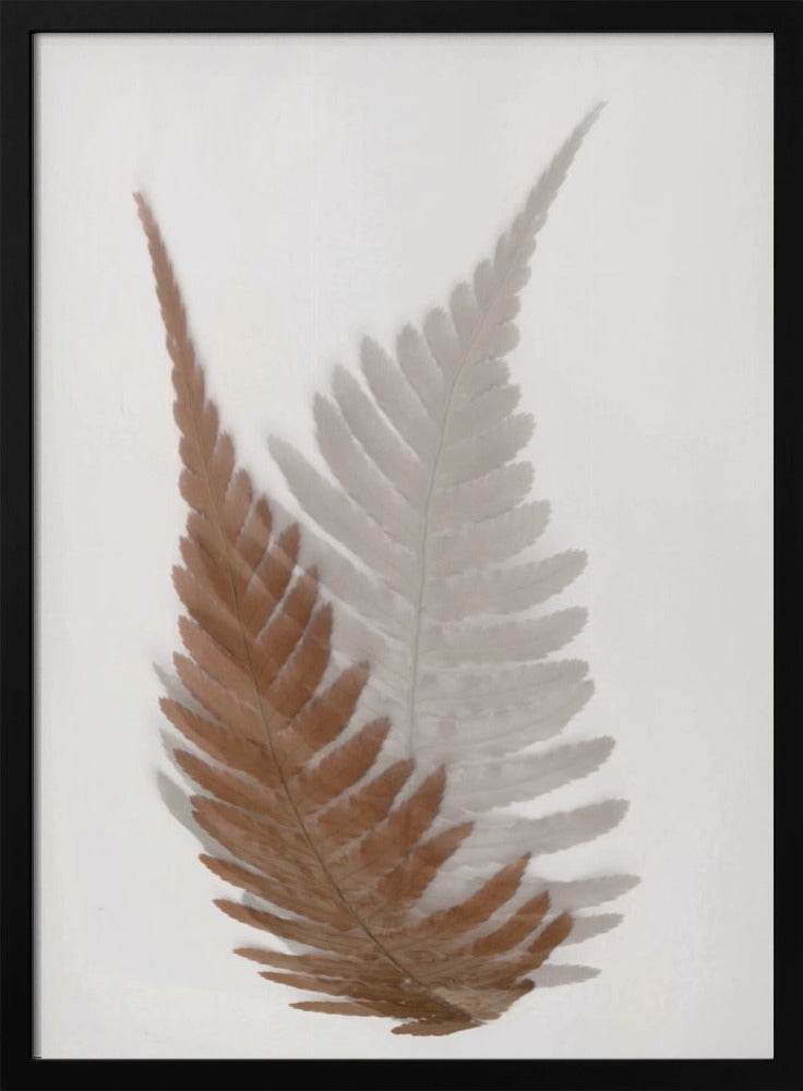 Autumn Fern | Poster