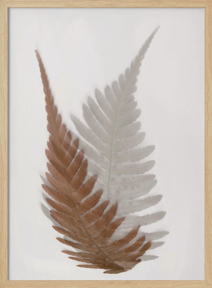 Autumn Fern | Poster