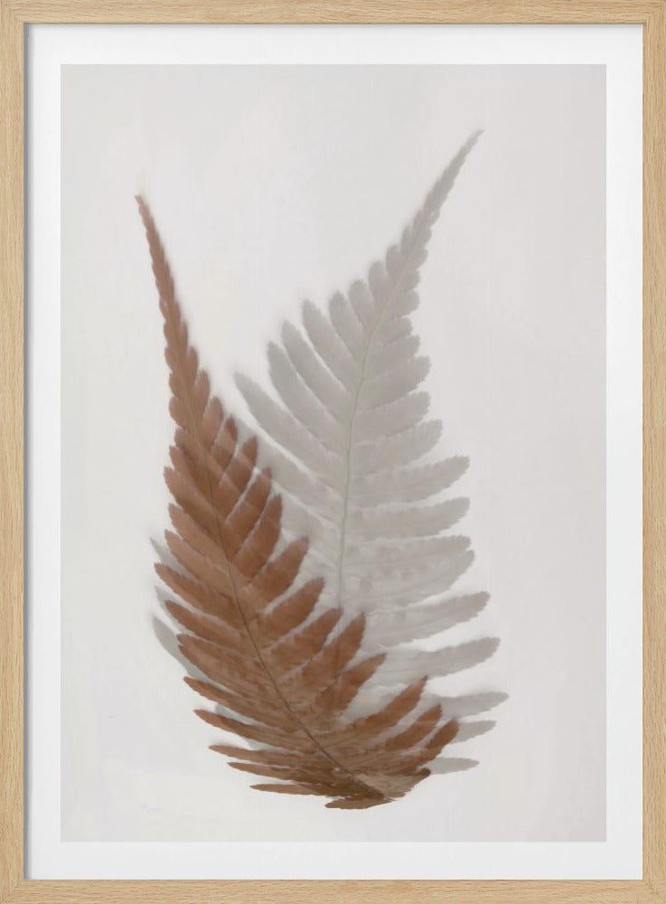 Autumn Fern | Poster