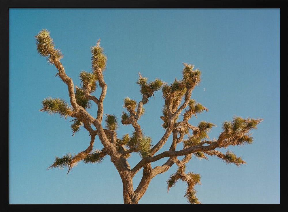 Joshua Tree Moon III | Poster