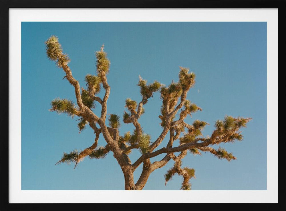 Joshua Tree Moon III | Poster