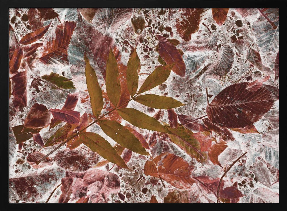 Autumn leaves | Poster