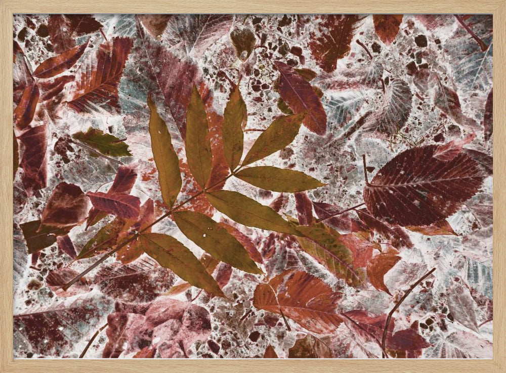 Autumn leaves | Poster