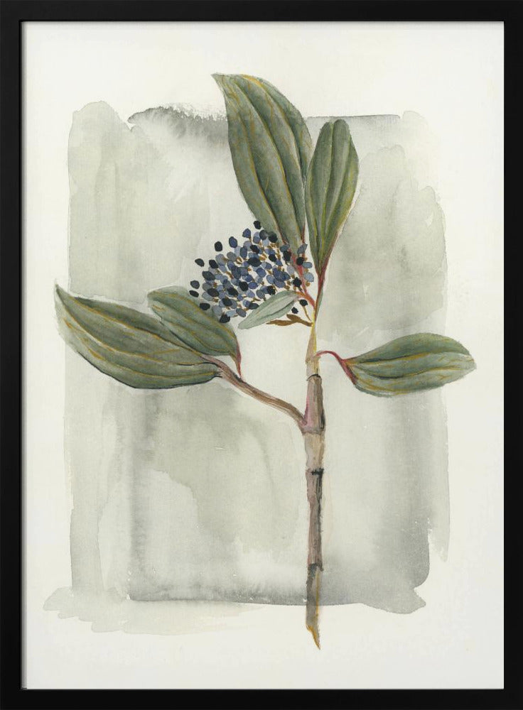 Viburnum davidii | Poster