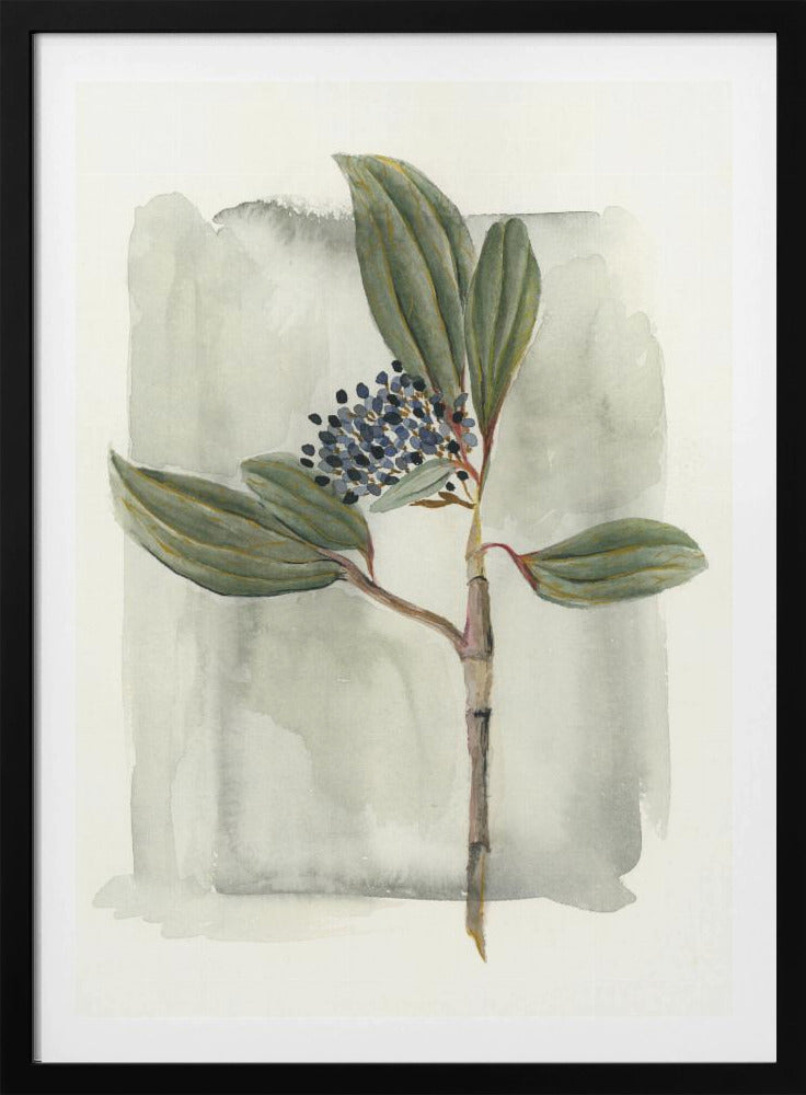 Viburnum davidii | Poster