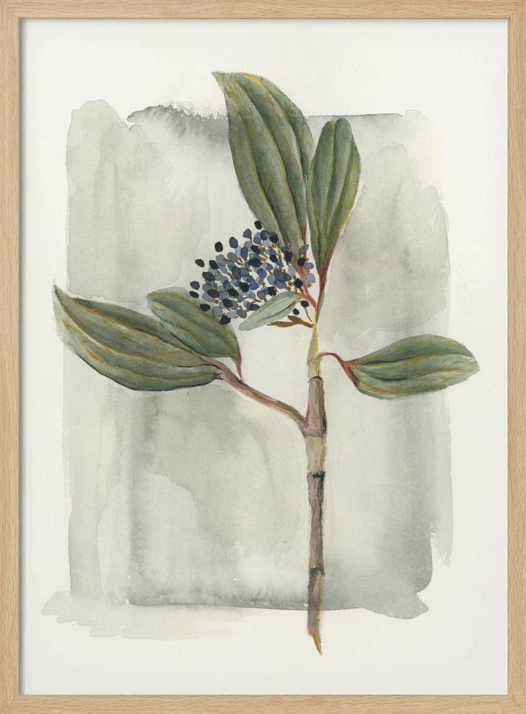 Viburnum davidii | Poster