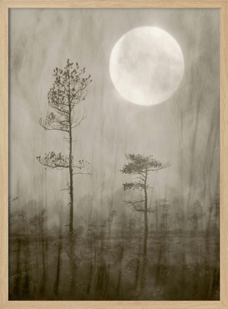 Moonlight Moor | Poster