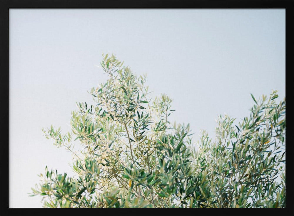 Olives In Ostuni | Italy Travel Photography | Poster