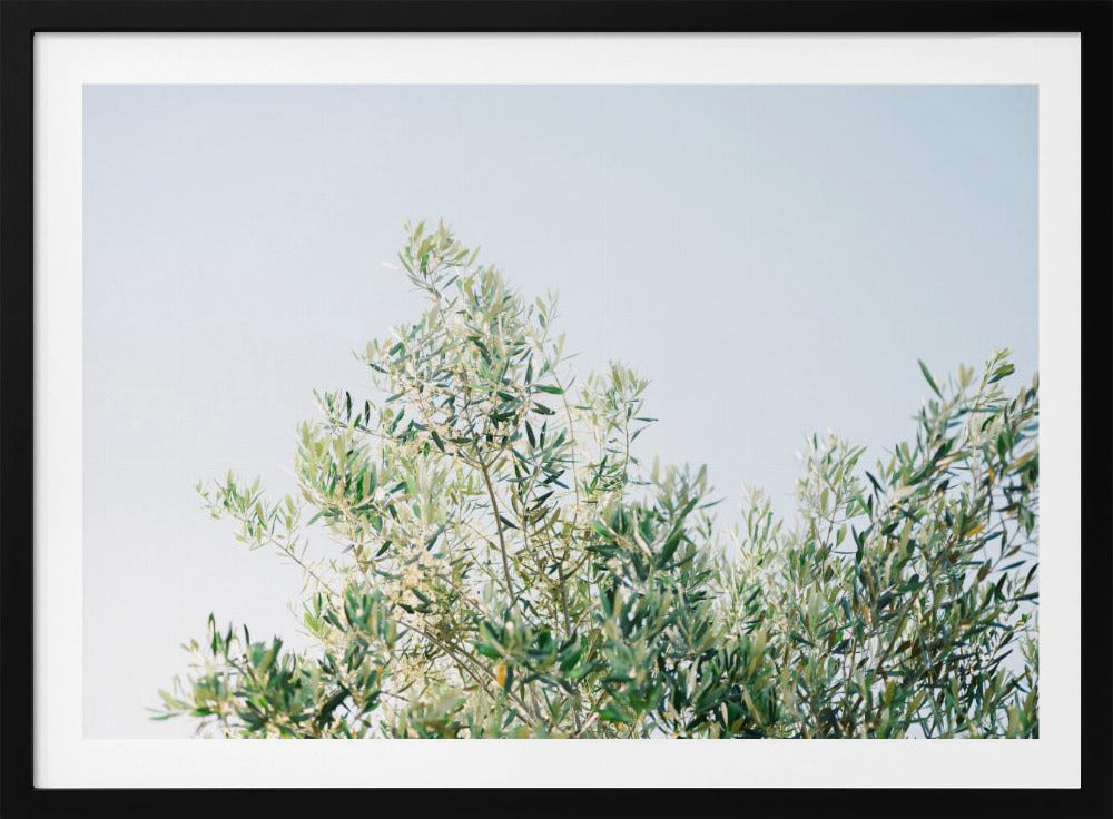 Olives In Ostuni | Italy Travel Photography | Poster