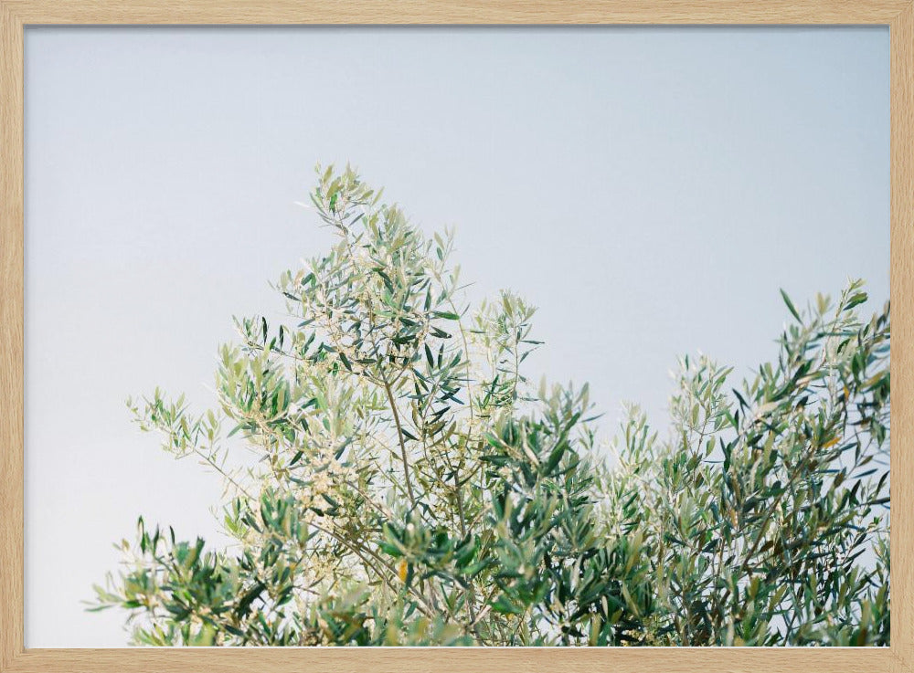 Olives In Ostuni | Italy Travel Photography | Poster