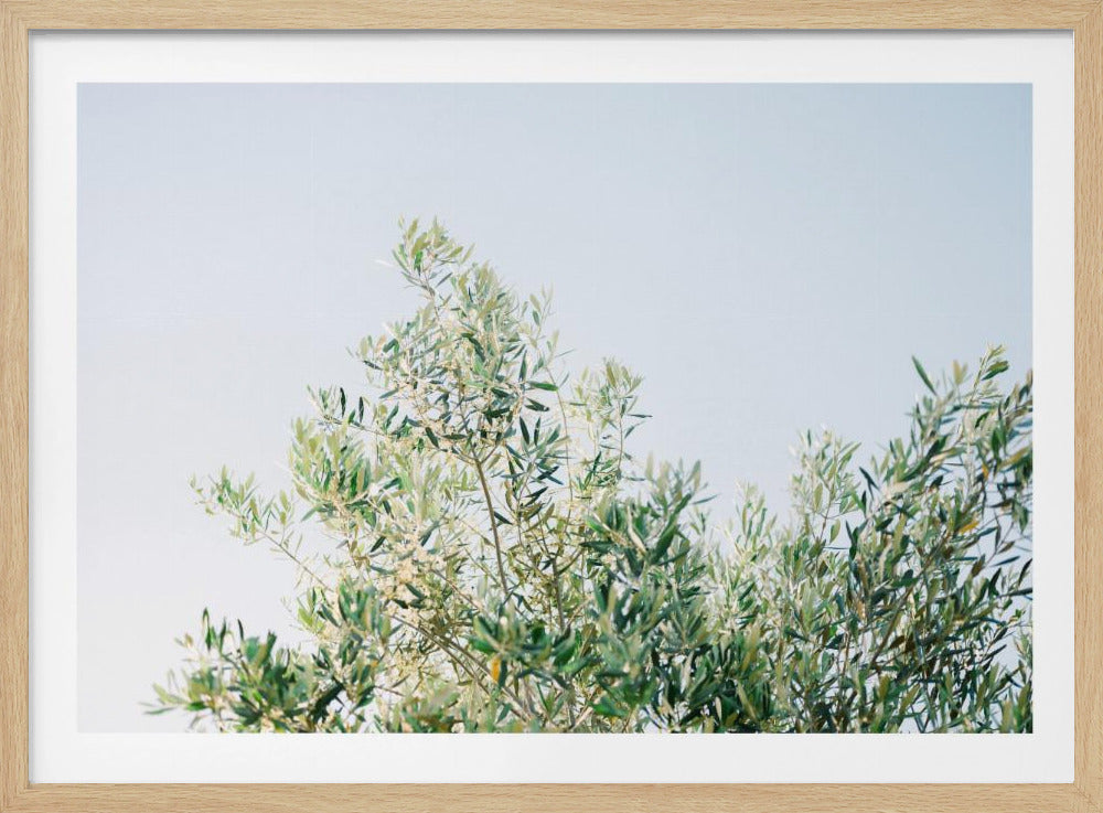 Olives In Ostuni | Italy Travel Photography | Poster