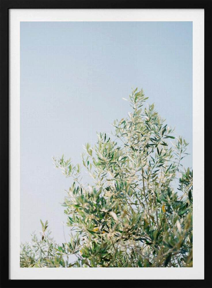 Olives In Ostuni | Italy Travel Photography | Poster